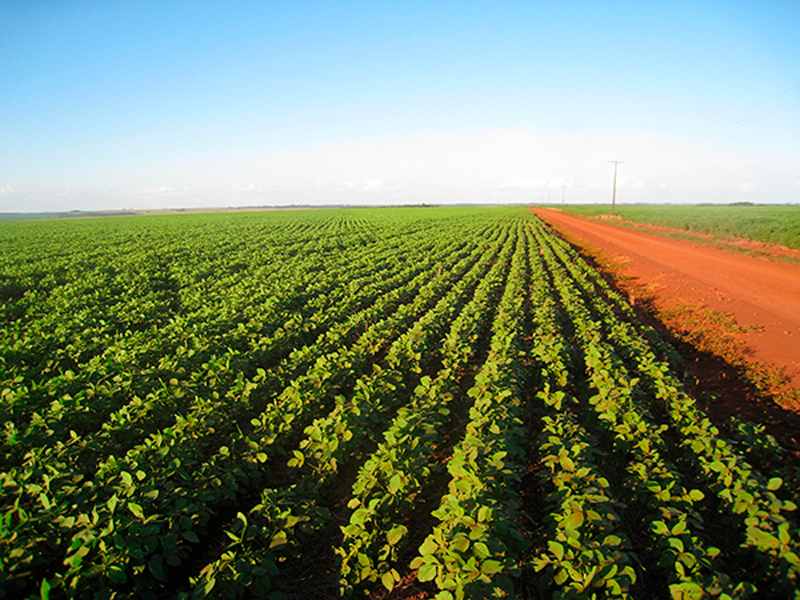 Morro Chato Agropecuária | Agricultura, Pecuária e Reflorestamento