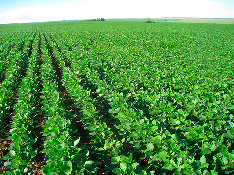 Morro Chato Agropecuária | Agricultura, Pecuária e Reflorestamento