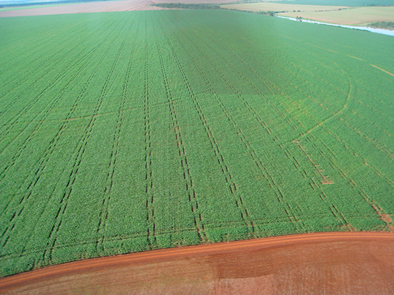 Morro Chato Agropecuária | Agricultura, Pecuária e Reflorestamento