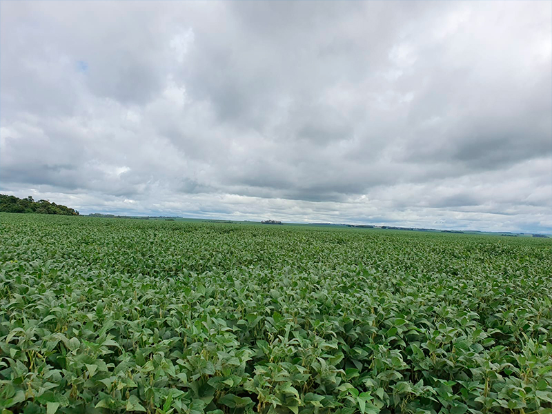 Morro Chato Agropecuária | Agricultura, Pecuária e Reflorestamento