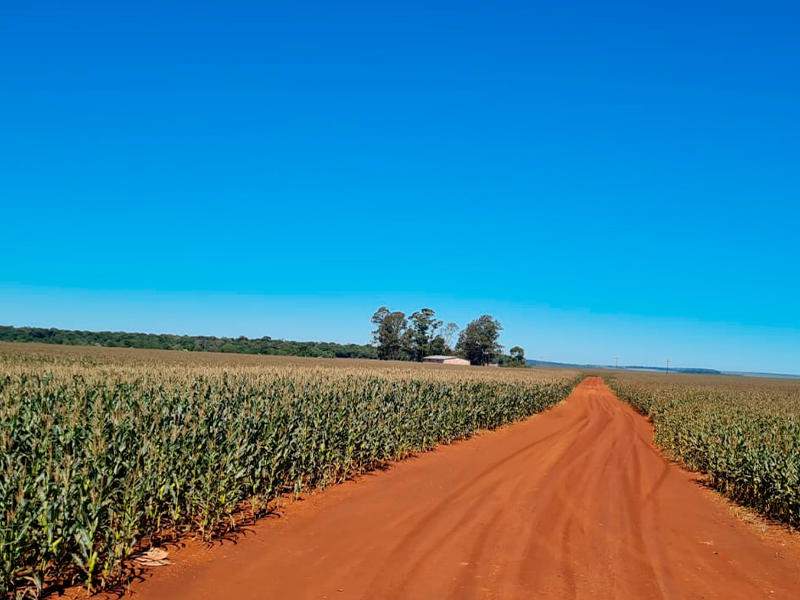 Morro Chato Agropecuária | Agricultura, Pecuária e Reflorestamento