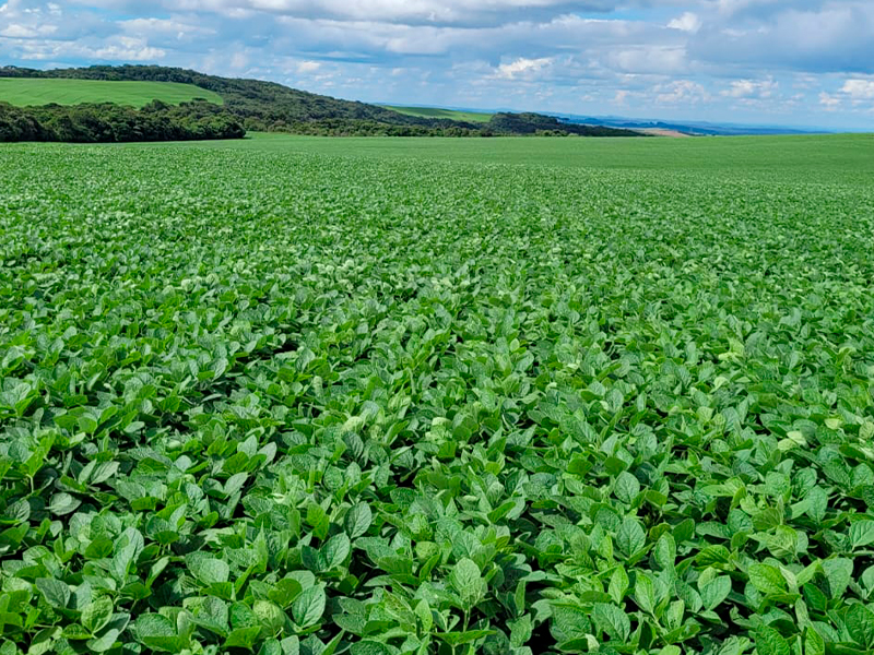 Morro Chato Agropecuária | Agricultura, Pecuária e Reflorestamento