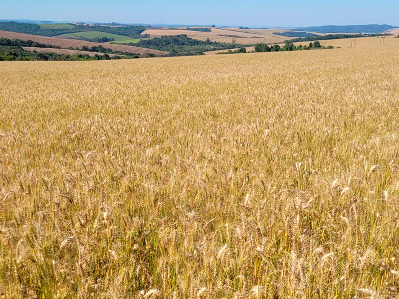 Morro Chato Agropecuária | Agricultura, Pecuária e Reflorestamento