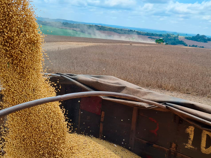 Morro Chato Agropecuária | Agricultura, Pecuária e Reflorestamento