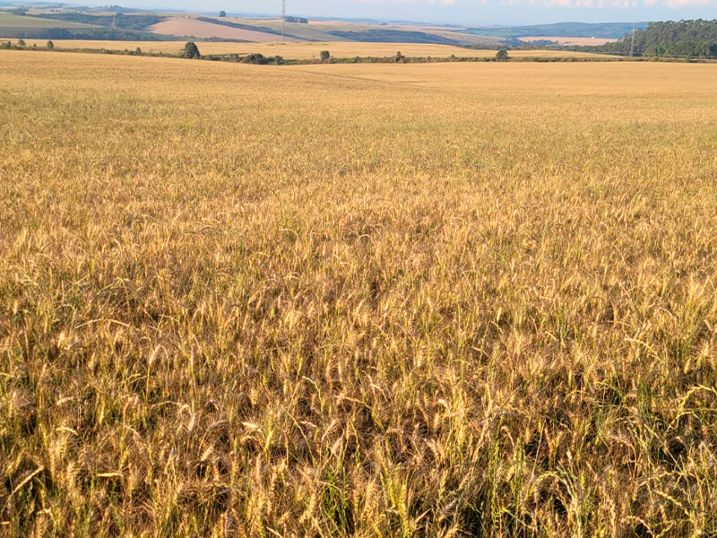 Morro Chato Agropecuária | Agricultura, Pecuária e Reflorestamento