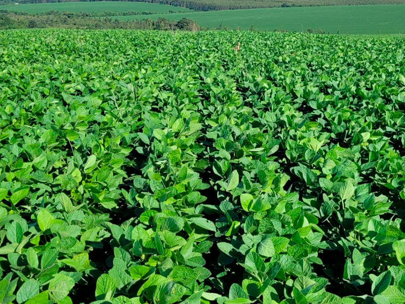 Morro Chato Agropecuária | Agricultura, Pecuária e Reflorestamento